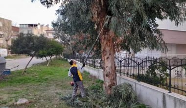 PARK VE YEŞİL ALANLARDA BUDAMA YAPILIYOR
