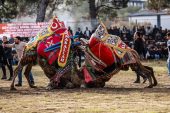 PELİTKÖY’DE DEVE GÜREŞİ COŞKUSU