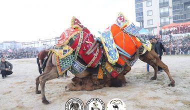 GÜREŞSEVERLER KARARINI VERDİ “SEZONUN EN İYİ GÜREŞİ BURHANİYE’DE YAPILDI”