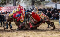 PELİTKÖY’DE DEVE GÜREŞİ COŞKUSU